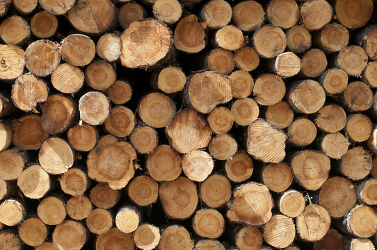 D&eacute;coupe de bois