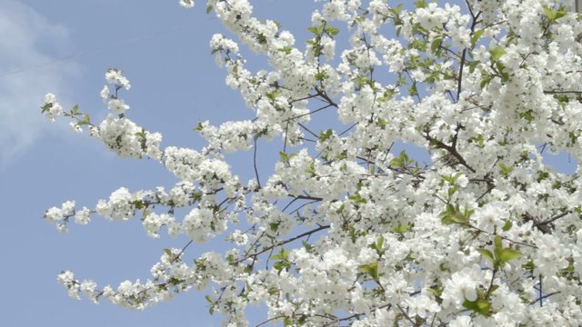 Flowering white cherry on wind against sky with bees.