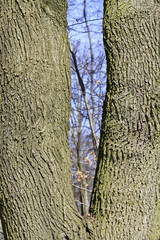 Blick durch einen Baumstamm