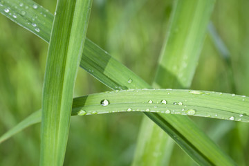 Water drop on green grass