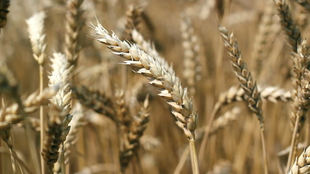 Ripe Wheat Earse Close Up