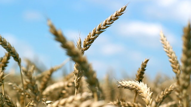 Ears Of Wheat In The Wind