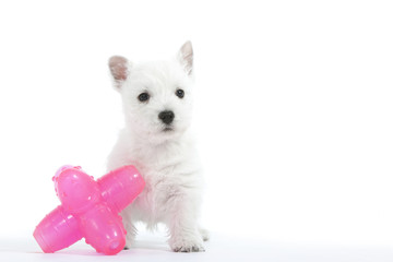 jeune chien de race westie et son jouet rose