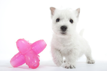 chiot west highland white terrier et son jouet rose