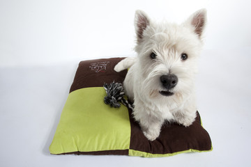 west highland white terrier vu du ciel