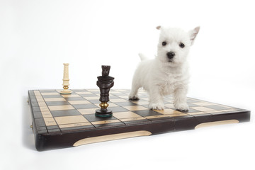 chiot westie à côté du roi du plateau d'échecs © CallallooAlexis