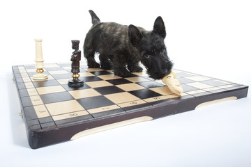 jeune scottish terrier jouant aux échecs