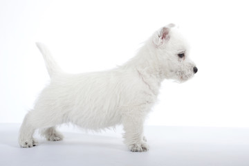 jeune westie en position standard - profil du chien debout