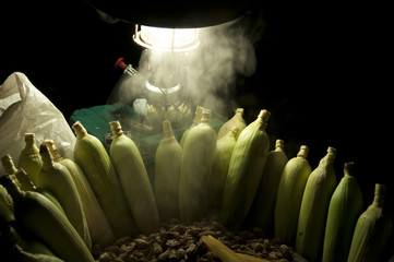 Maize under paraffin  lamp