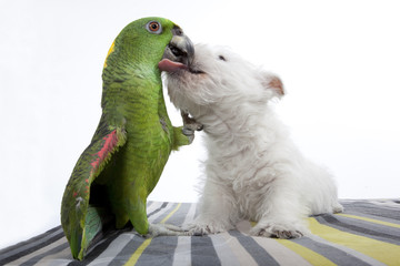 dog kissing a parrot