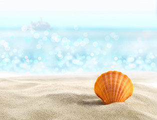 Shell on a sandy beach