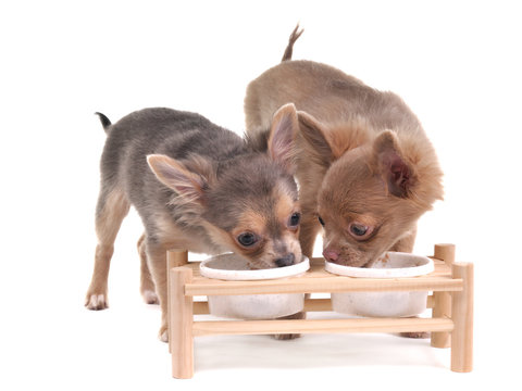 Two Cute Chihuahua Puppies Eating