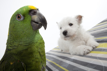 chiot westie et perroquet d'Amazonie