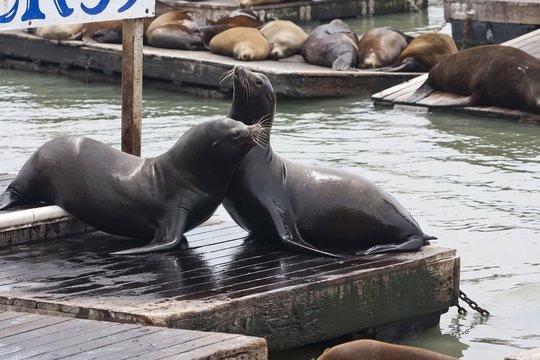 Sea Lion