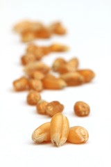 Grains de blé