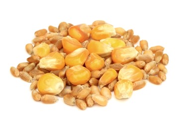 Grains de c&eacute;r&eacute;ales