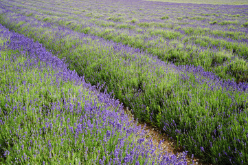 Naklejka premium Wide low angle view of lines in lavender field landscape