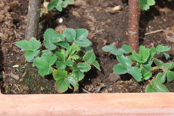 Documentation of new strawberry growth