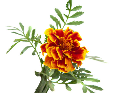 marigold flower