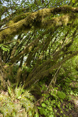 Primeval rain forest