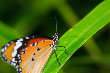 Butterfly ,Thailand