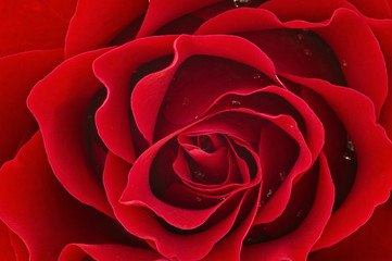 Red rose