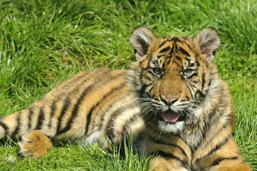 Siberian Tiger Cub