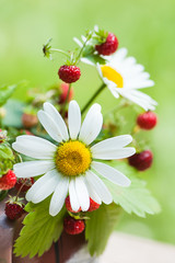 camomile and wild strawberry