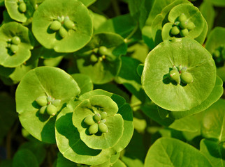 background  of green honeysuckle berries