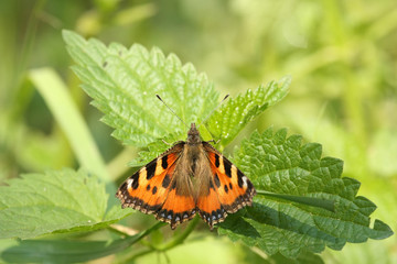 Butterfly on leaf