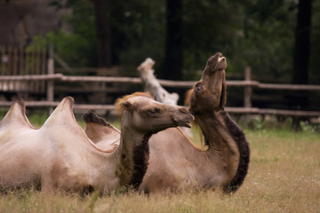 coppia di cammelli