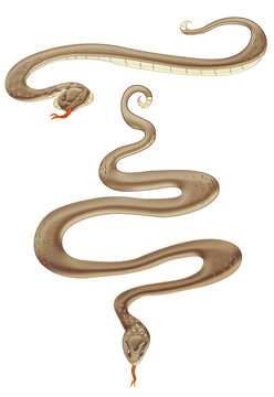 brown snake in two poses.clipping path included