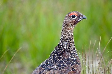 Red grouse