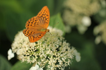 ひょうもんちょうとあじさい