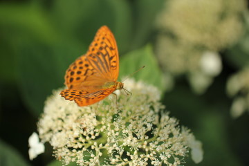 Obraz premium ひょうもんちょうとあじさい