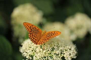 ひょうもんちょうとあじさい