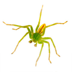 Green huntsman spider macro - isolated, Micrommata virescens