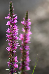 Obraz premium Purple loosestrife