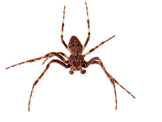 House spider - tegenaria - macro, isolated