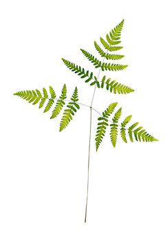 Common oak fern