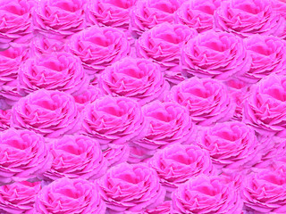 Hintergrund Rosenbett pink