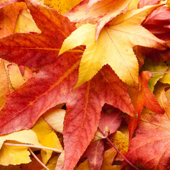 Naklejka na ściany i meble leafs carpet in autumn