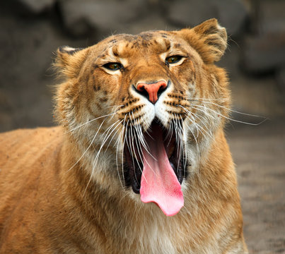 Yawning liger.