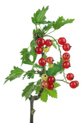 red  currant on branch isolated