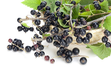 Real Black currant branches