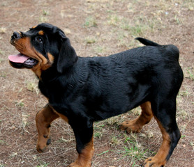 rottweiler cucciolo