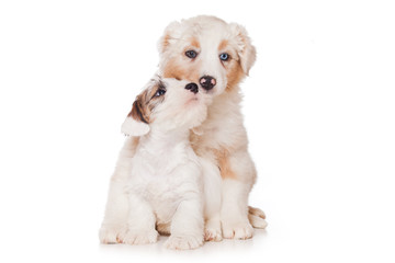 Obraz premium Sealyham Terrier isolated on white