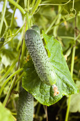 cucumbers