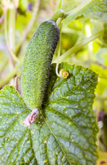 green cucumber