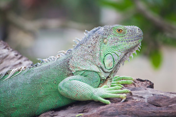green iguana on wood